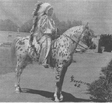 Appaloosa photo