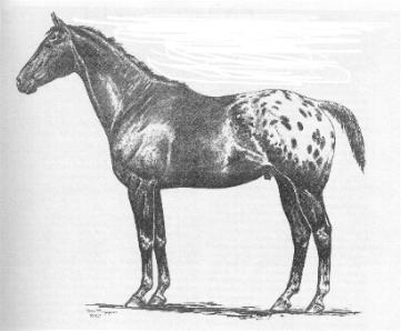 Appaloosa painting