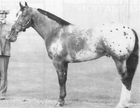 Sir Wrangler - Appaloosa Stallion