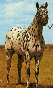 Nugget Jim - Appaloosa Stallion